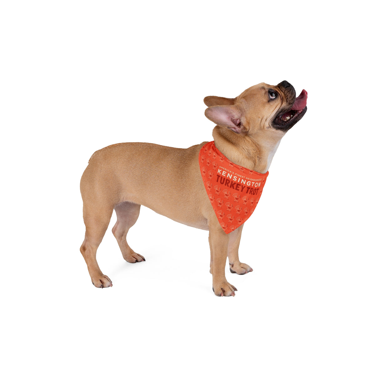 Kensington Turkey Trot Dog Bandana Orange